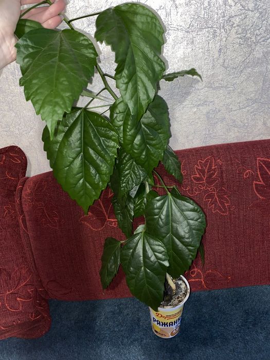 Гібіскус або китайська роза