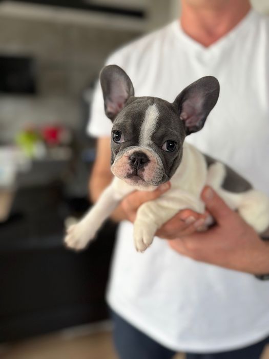 Buldog francuski