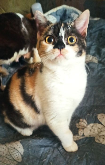 Яркая девочка  калико