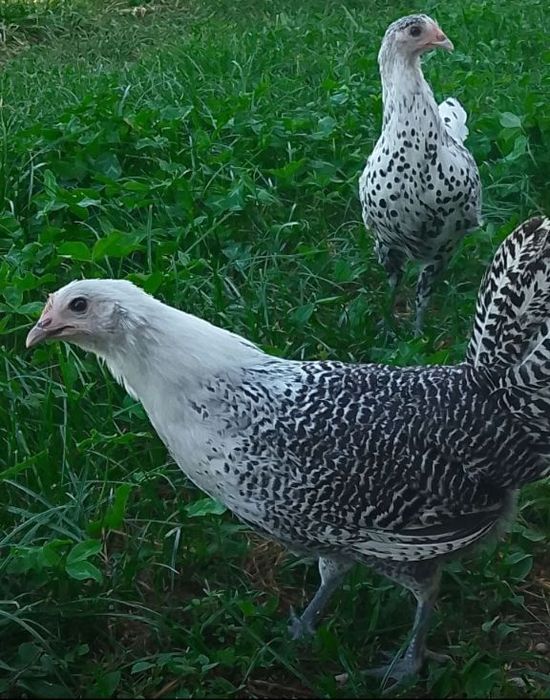 Jajka jaja lęgowe nioski kury ozdobne mix australop zielononóżka ayam