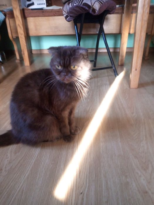 Шотландські кошенята у добрі руки терміново