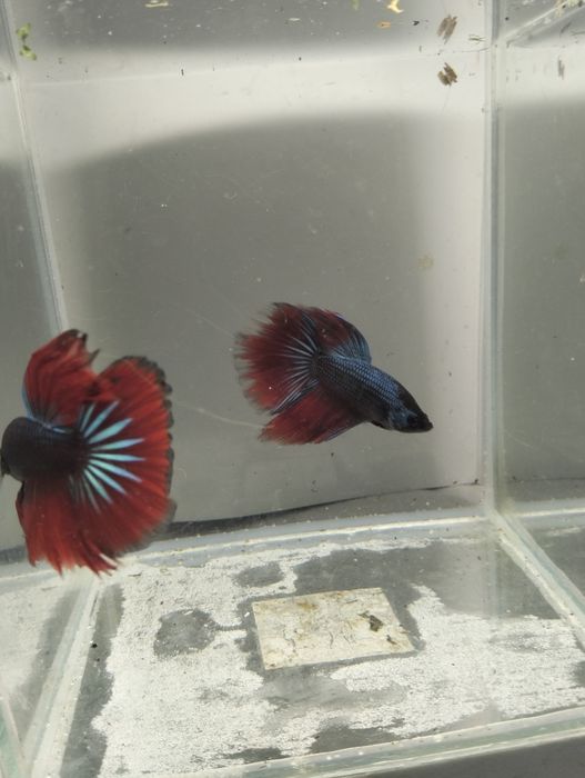 Bettas Macho - várias cores e padrões