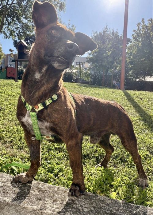 Cão macho para adoção responsável