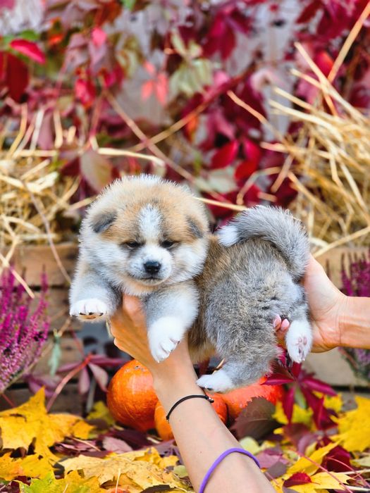Akita Inu (japońska), czerwona dziewczynka -ZKwP / FCI & AKIHO