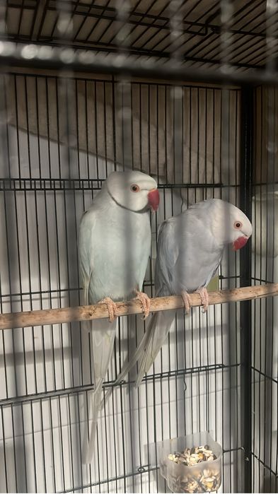 Ring neck casal a venda tenho 2 casais