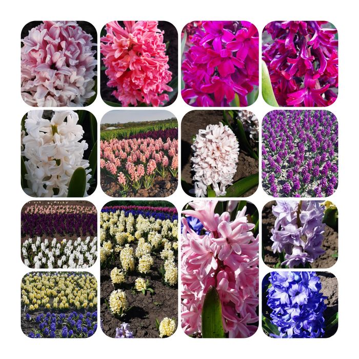 Гладіолуси морозець кніфофія гіацинти мускарики випродую здорові цибул