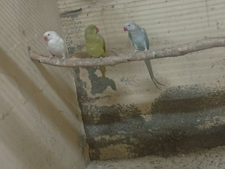 Aves domesticadas e outras...