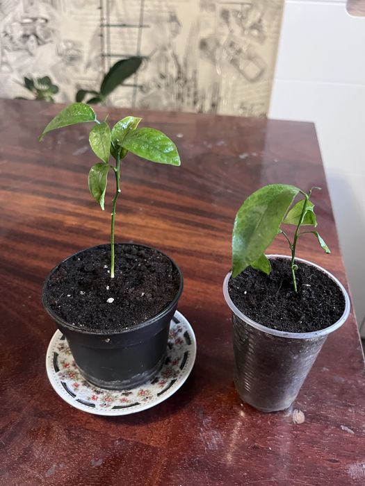 Диффенбахия. Мандарин.