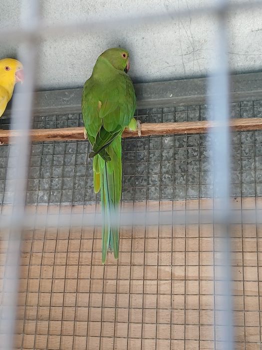 Vendo ou troco 2 ring necks por outras aves
