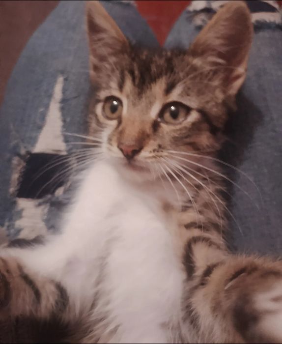 ласковые малыши очень ждут, когда хоть кто-то их полюбит.