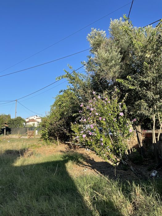 Terreno Rústico (2.350 m²) com Nora e Árvores - Pego, Abrantes