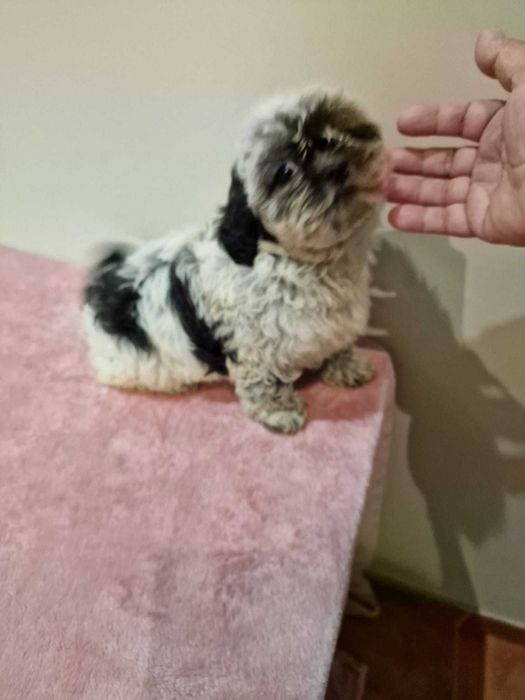 shih Tzu cor rara chocolate de excelência e de porte pequeno