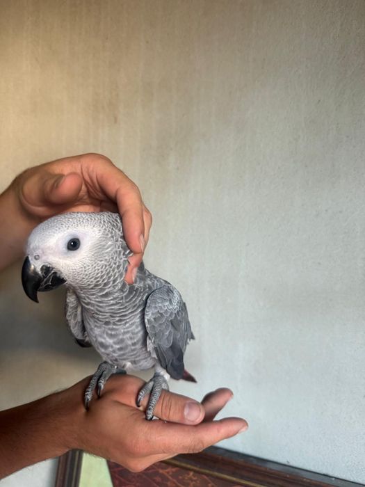 Papagaios Cinzentos Muito MEIGOS
