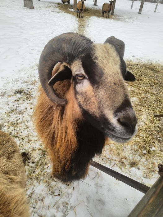 Baran - tryk kameruński