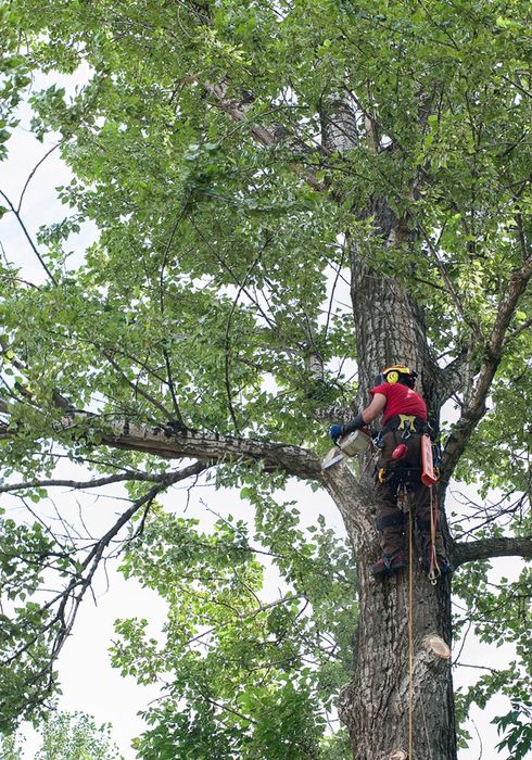 Зрізання дерев різної складності, видалення дерев, чистка ділянок