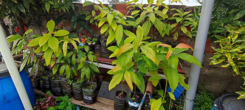 Abacateiros, árvore (planta) do abacate. Vários tamanhos.