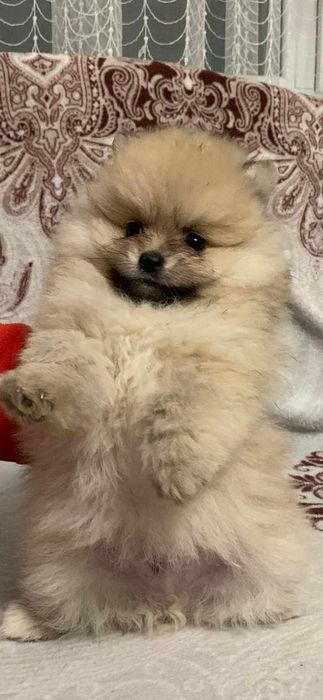 Померанський шпіц