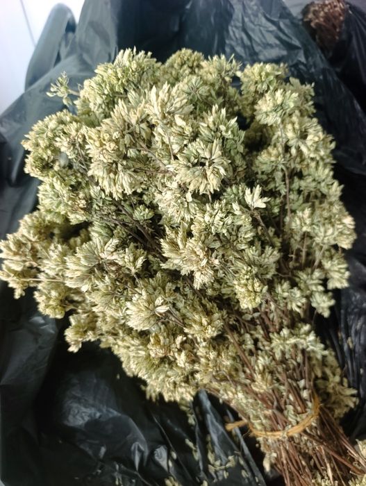 Oregaos de Santarém ao kilo Ramada E Caneças • OLX.pt