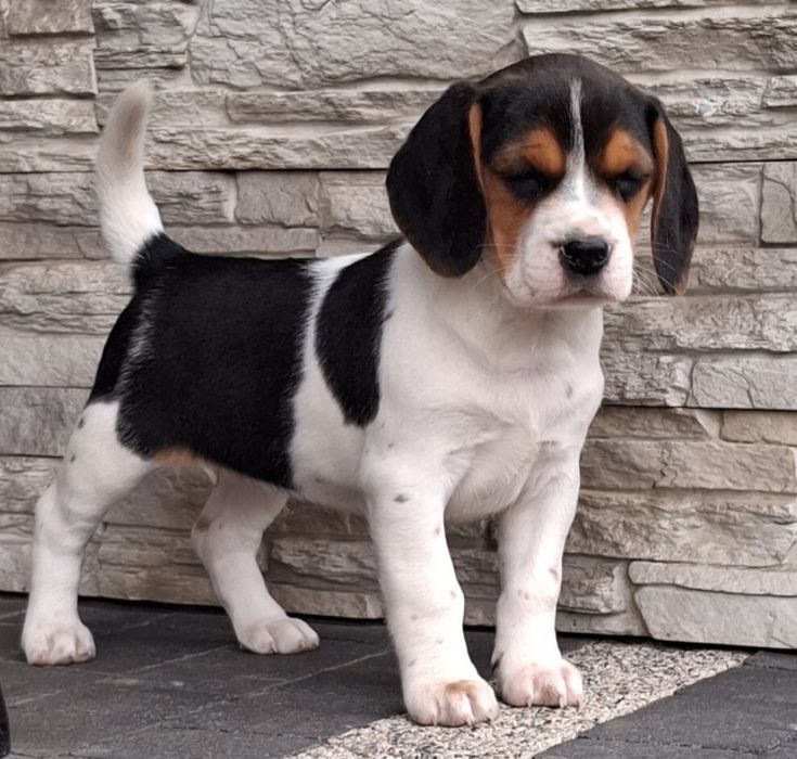 Beagle  szczeniak
