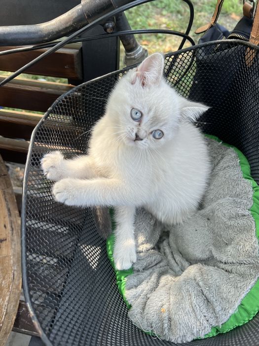 Кошеня шотладнське висловухе