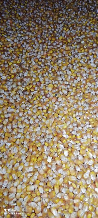 Kukurydza, sorgo, groch,