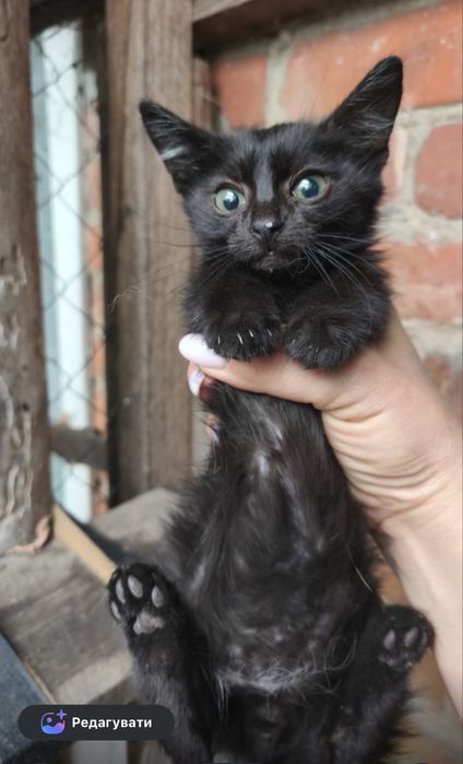 Кошенятко хлопчик