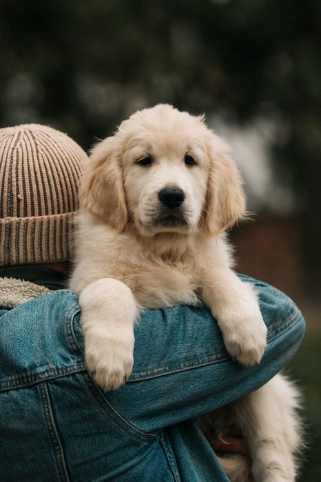 Хлопчик золотистого ретривера в пошуках батьків