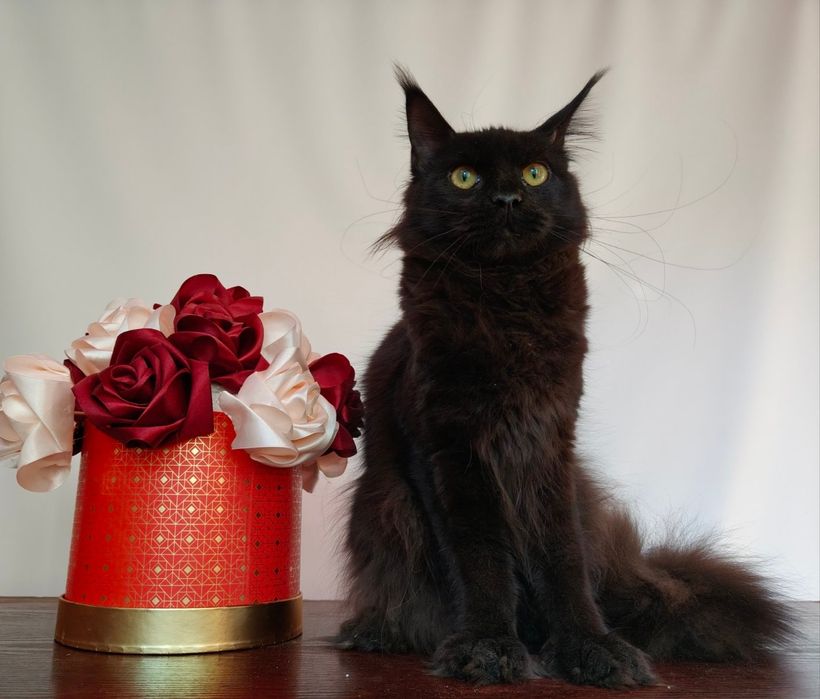 Дівчинка шукає люблячу родину Мейн-кун