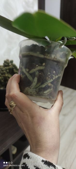 Продам орхидею , сейчас цветёт