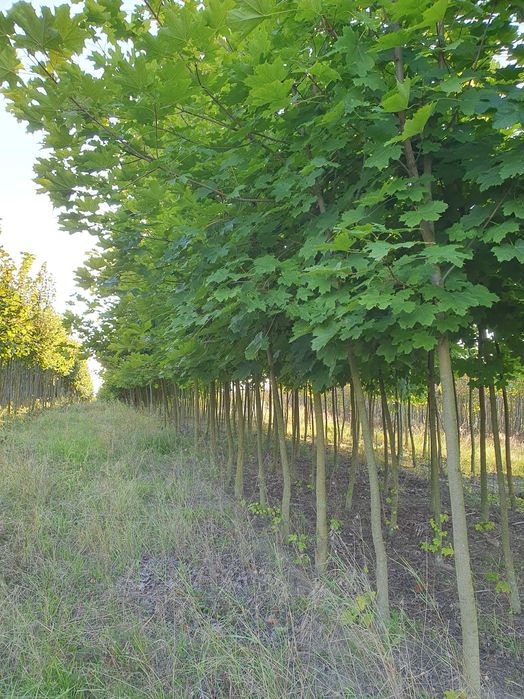 Klon pospolity, polny, jawor, globosum,crimson centry drzewa alejowe!