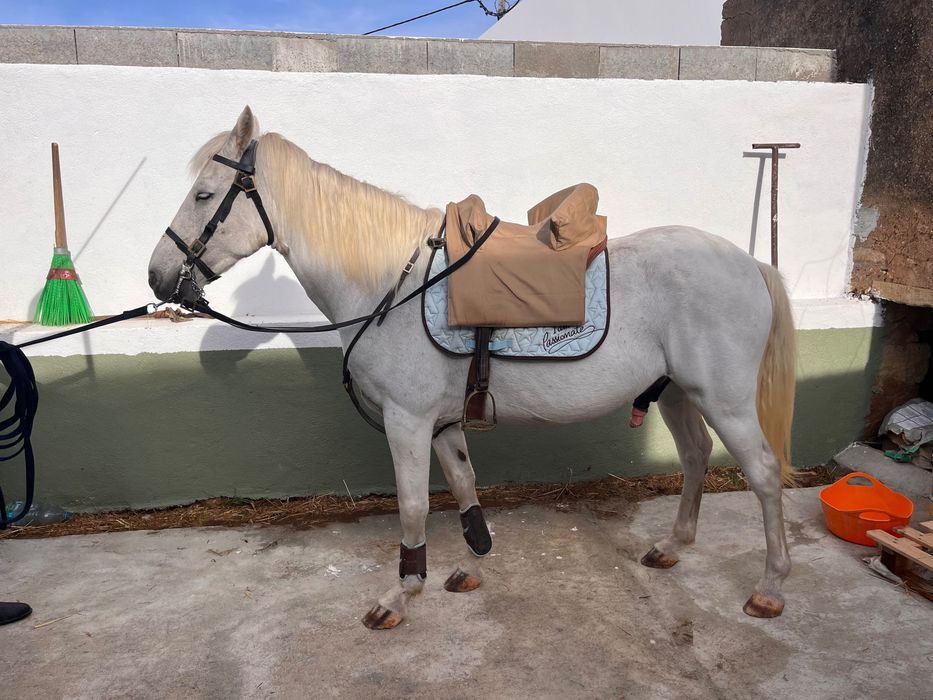 Cavalo muito manso capado