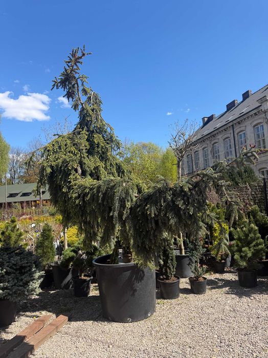 Świerk serbski Pendula 2,5/3m Picea Pendula