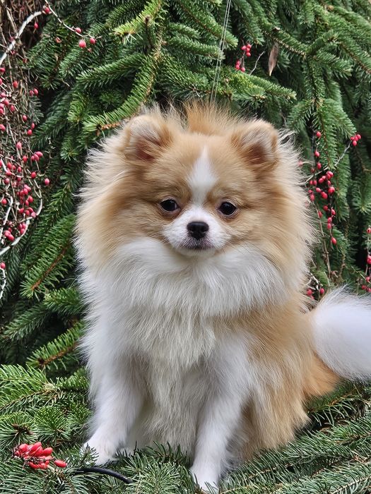 Przepiękna suczka mini pomeranian 1 rok