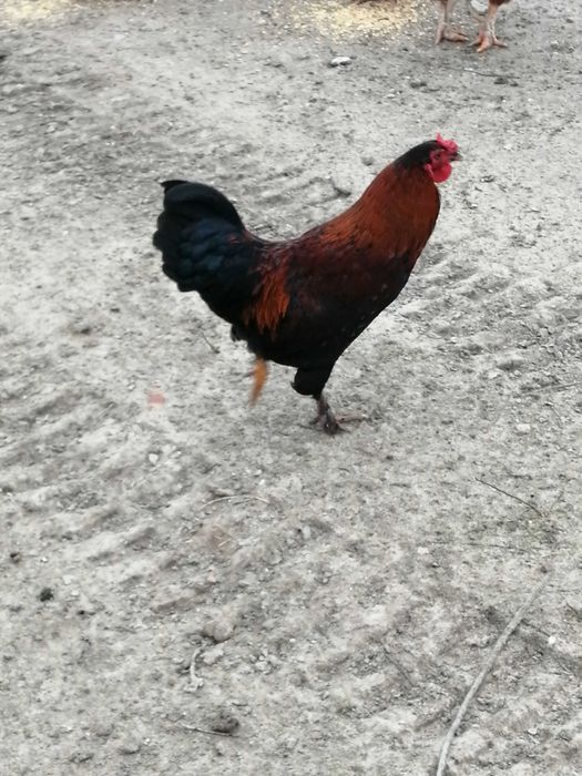 Aves de capoeira galo ilhéu