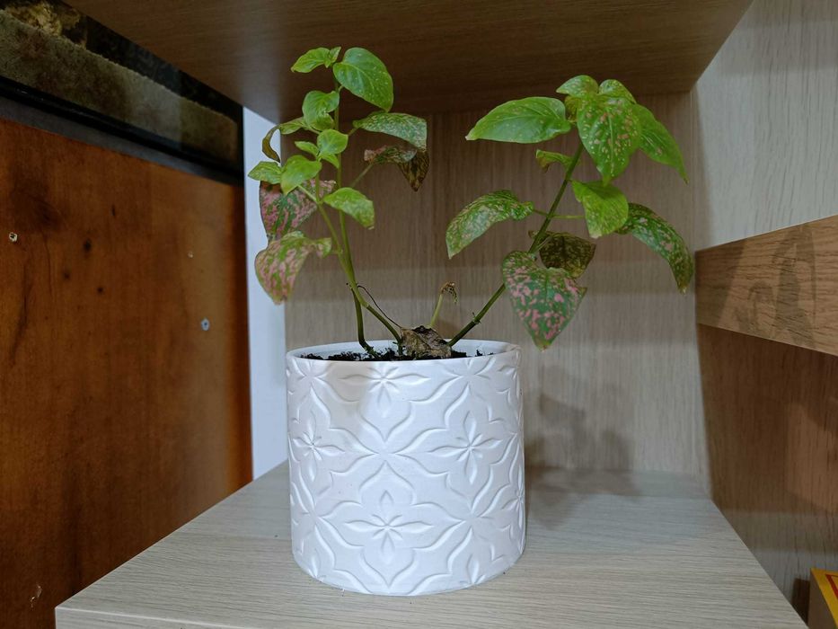 Vaso moderno e minimalista