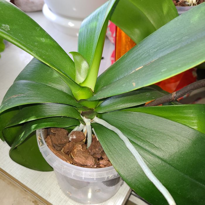 Орхидея фаленопсис Сурф Сонг