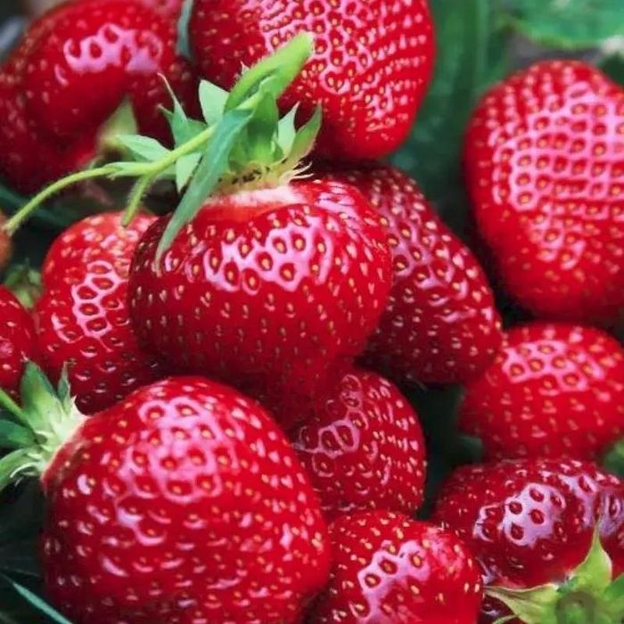 Супер ранняя клубника !