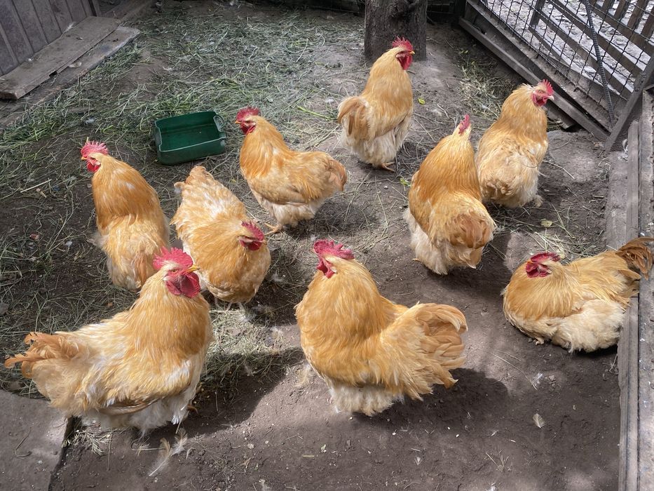 Продам півні  є вибір