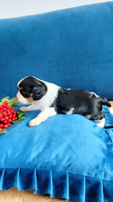 Przepiękny piesek tricolor Cavalier King Charles Spaniel  Czarlie