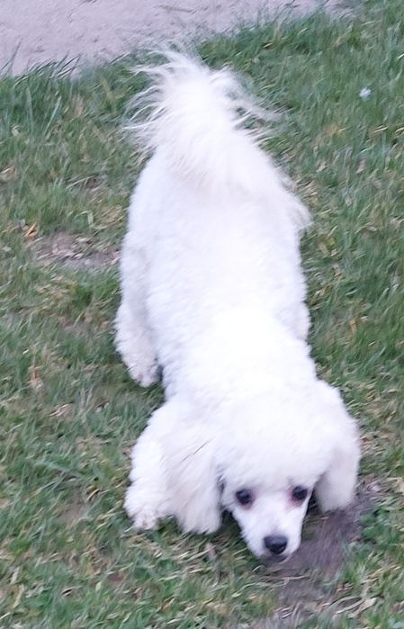 Piękna pudel toy biały