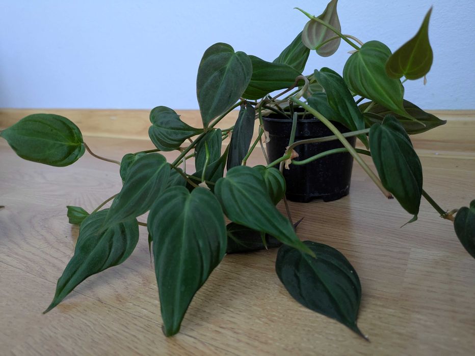Micans - Philodendron scandens Micans