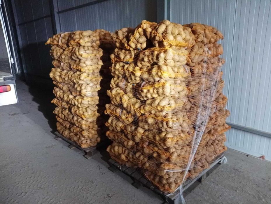 Ziemniaki Irga, NOYA, Catania