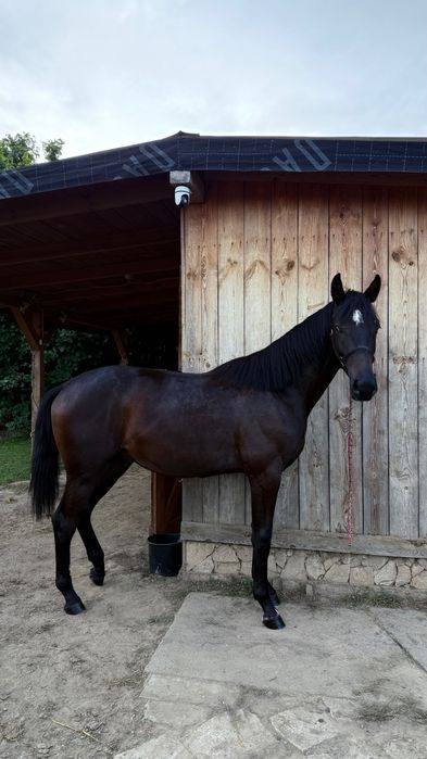 Ogier małopolski 2 letni