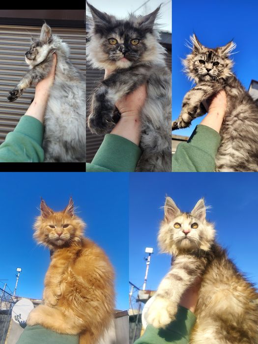 Шикардосики к 8 марта