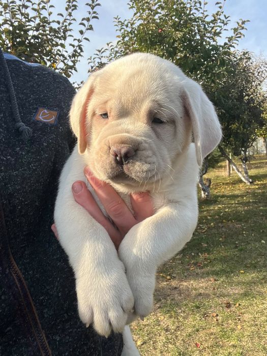 Cane Corso Biały