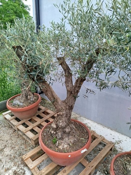 Drzewka oliwne bonsai