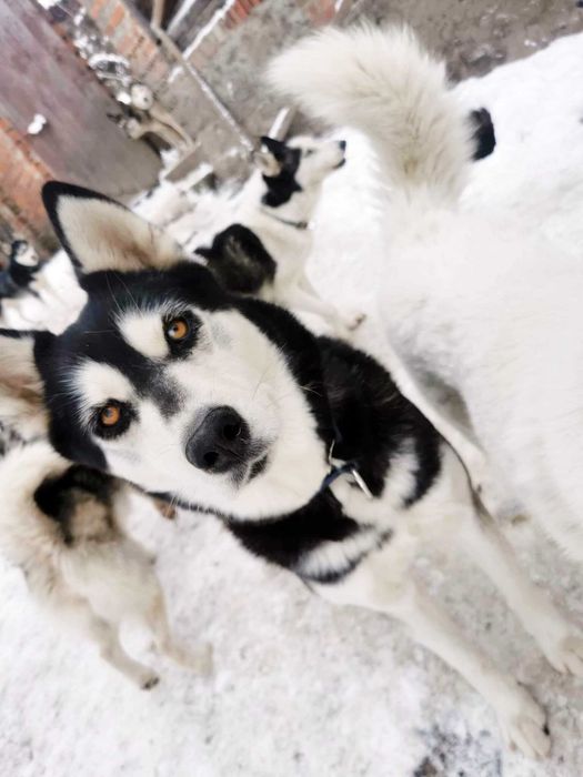 Adoptuj psa północy, piękne suczki i psy husky szukają domów