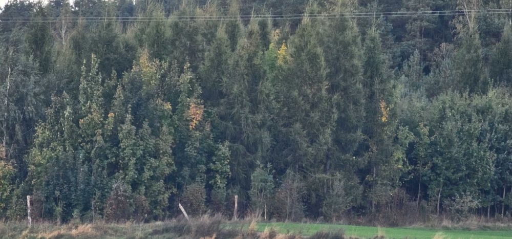 Sprzedam Las 7.5ha