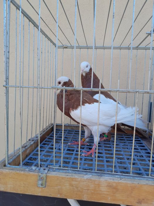 Gołębie siodłate.