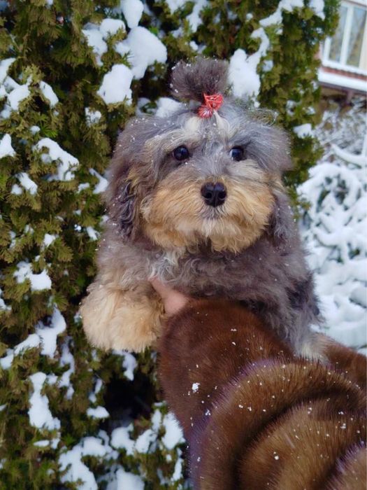 Роскошная МИНИ девочка Ф2, в редком окрасе МЕРЛЕ